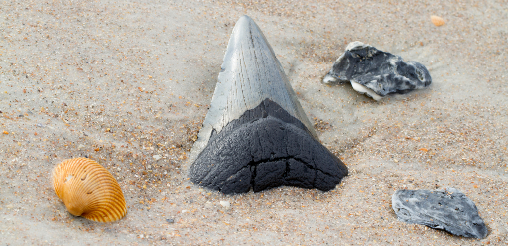 Close up photograph of a large fossilized shark tooth in sand.